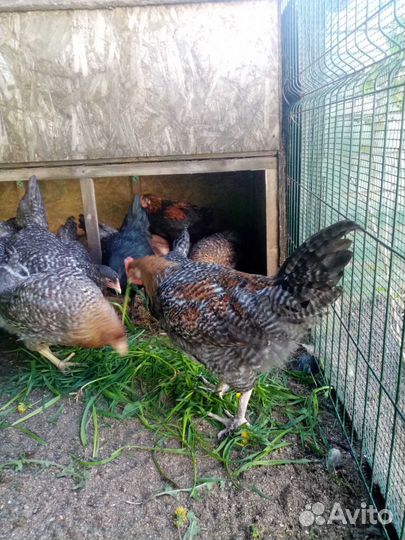 Молодые петушки