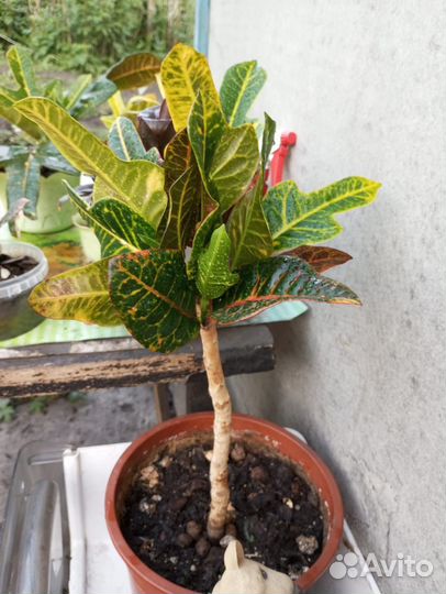 Кротон экселент