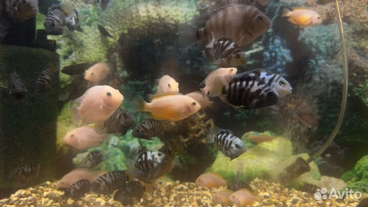 Аквариумные рыбки