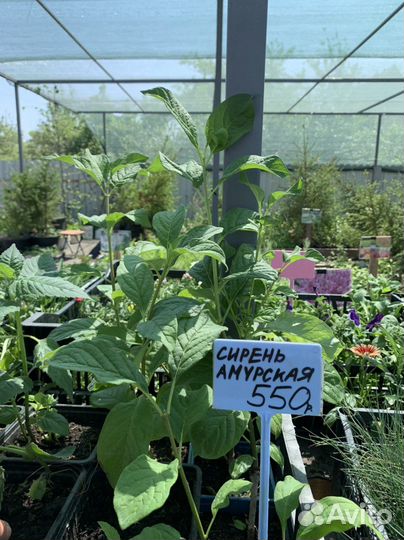 Сирень амурская махровая бордовая