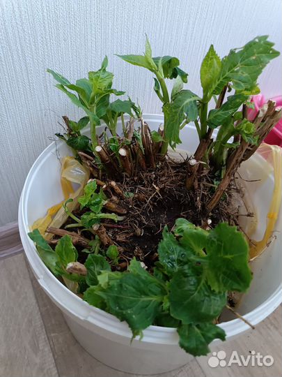 Гортензия крупнолистная