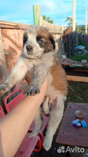 Домашние животные собаки щенки