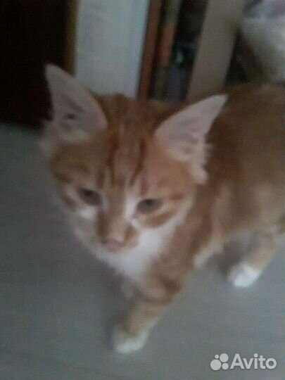 Рыжий котик