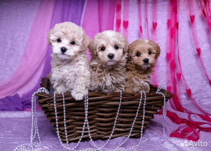 Мальтипу мини