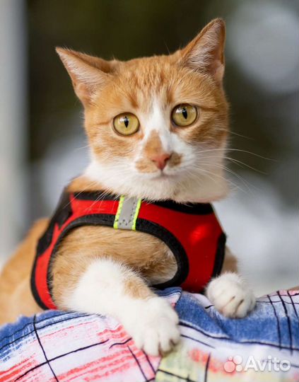 Ласкуша Марта