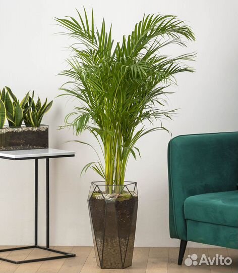 Пальма дипсис высокая, 140 см