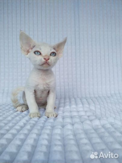 Девон-рекс малютки