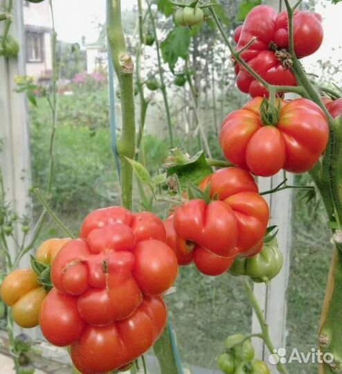 Семена коллекционных экзотических сортов томатов