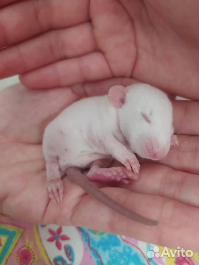 Крысенок дамбо