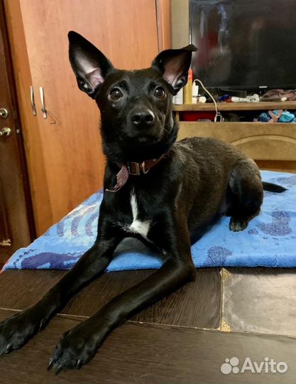 Собака в добрые руки