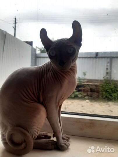 Кот Эльф Вязка
