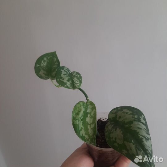 Сциндапсус