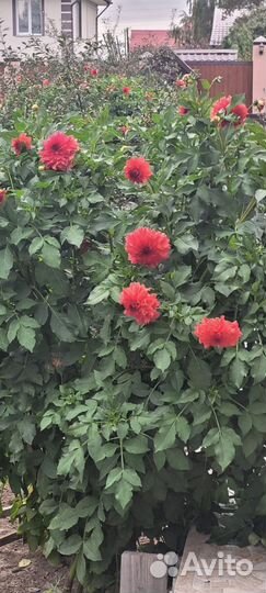 Георгины клубни