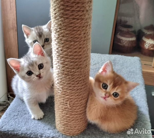 Британская