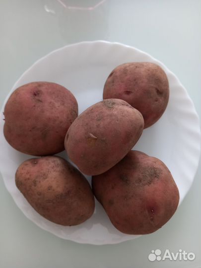 Продам картофель домашний