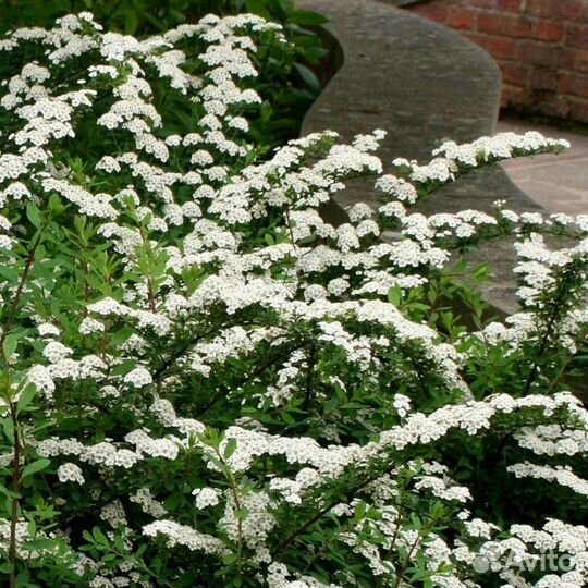 Спирея ниппонская фото. Спирея ниппонская Snowmound. Спирея ниппонская Рейнбоу. Спирея ниппонская флашенфуллер. Спирея Вангутта, ниппонская.