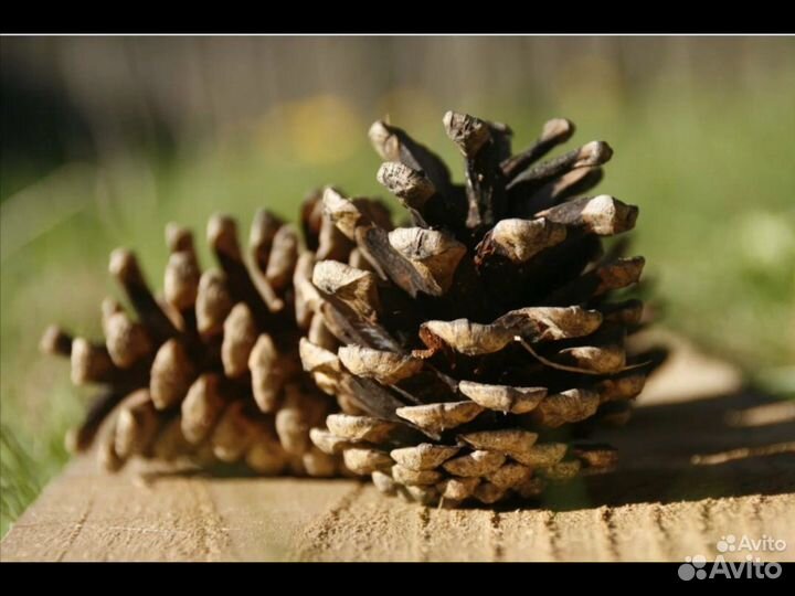 Шишки сосны