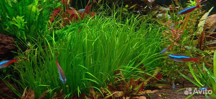 Аквариумное растение
