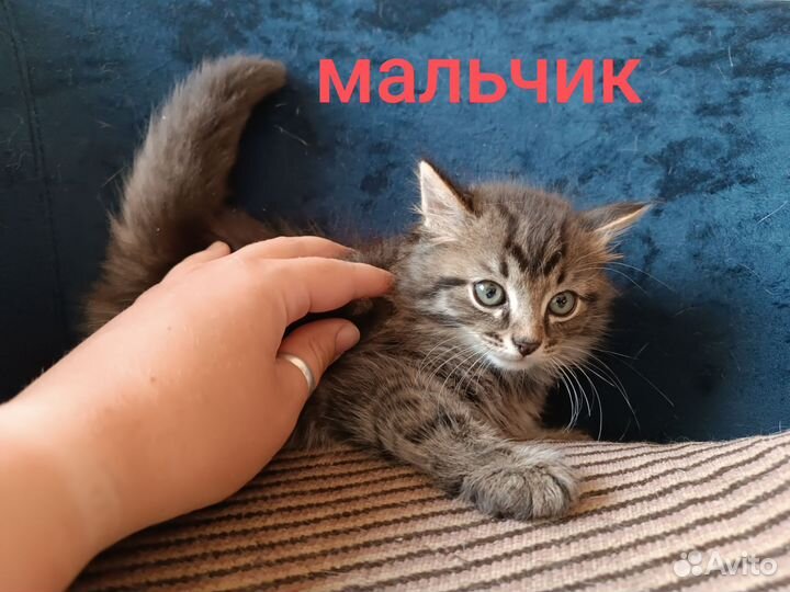 Котята