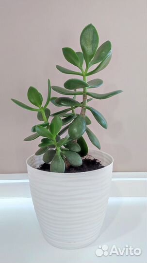 Денежное дерево (толстянка крассула)