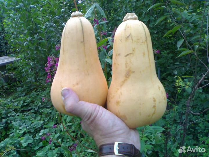 Домашний погребок