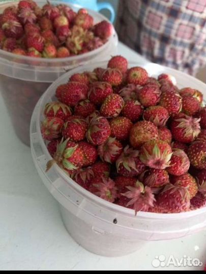 Клубника свежая ягода