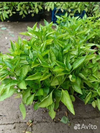 Рассада помидор и перцев, огурцов, дыни