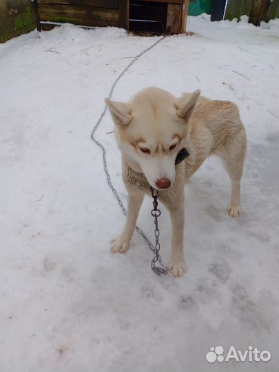 Сибирский хаски