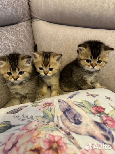 Британские котята