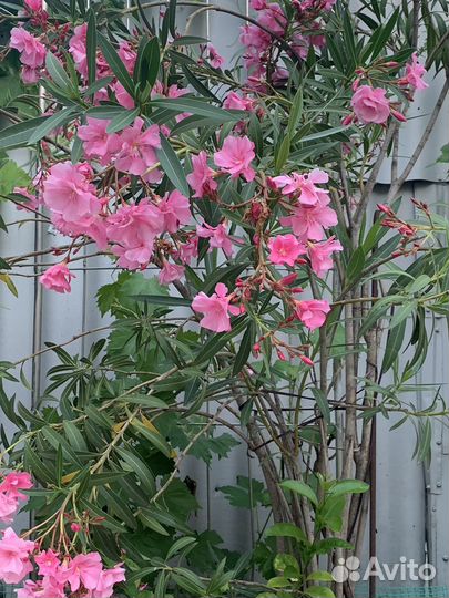 Олеандр семена