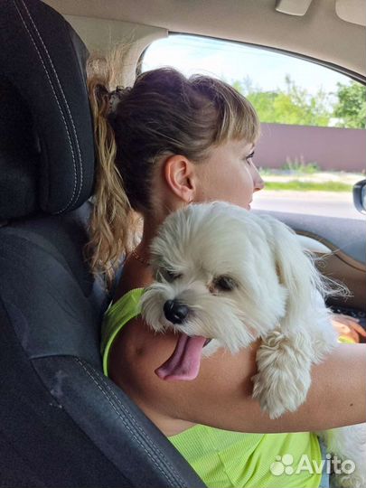 Вязка. Мальтийская болонка, мальчик