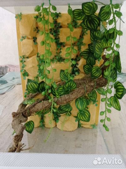 Террариум для геккона