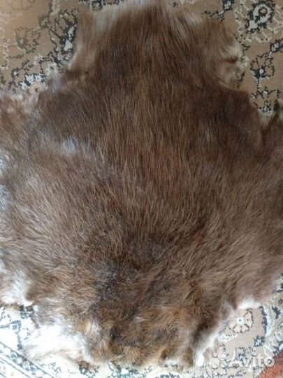 Шкурки животного