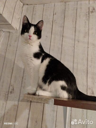 Кошки бесплатно