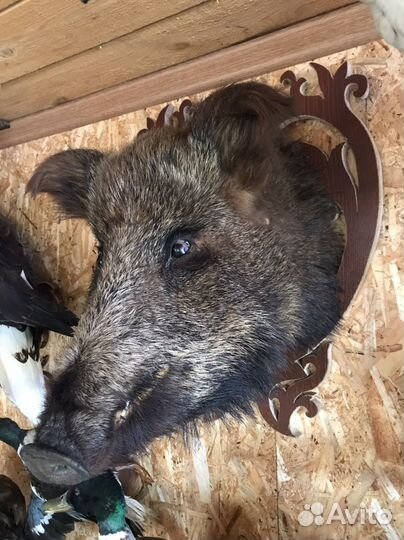 Коллекция Чучел