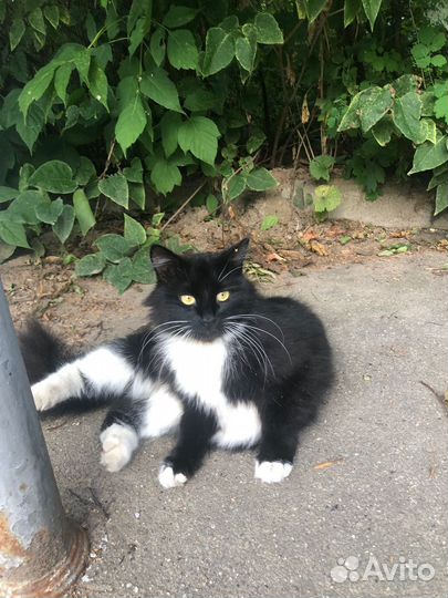 Кошка выброшена на улицу
