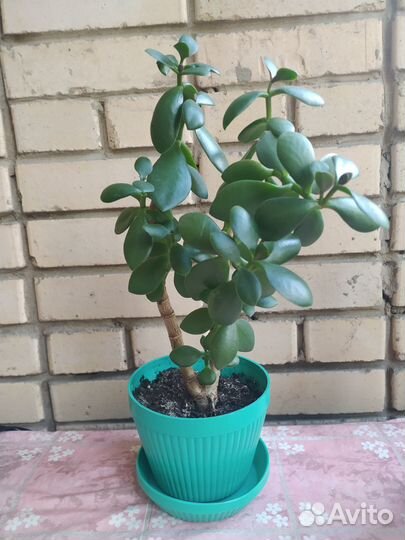 Цветы денежного дерева (толстянки)