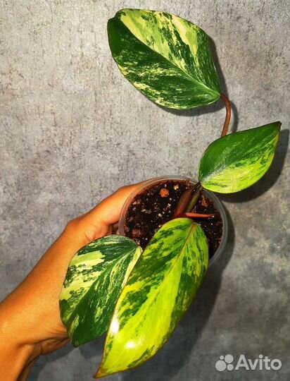 Филодендроны Тай
