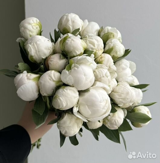 Пионы белые