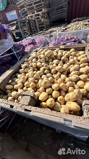 Продам картофель морковь