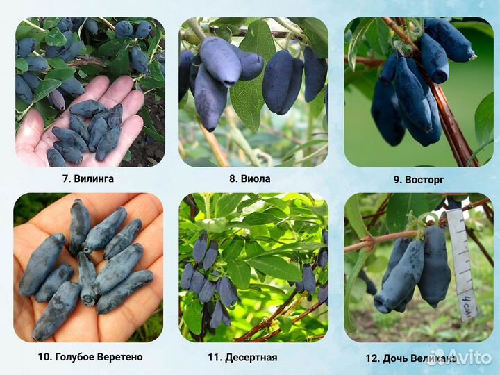 Саженцы жимолости, жимолость