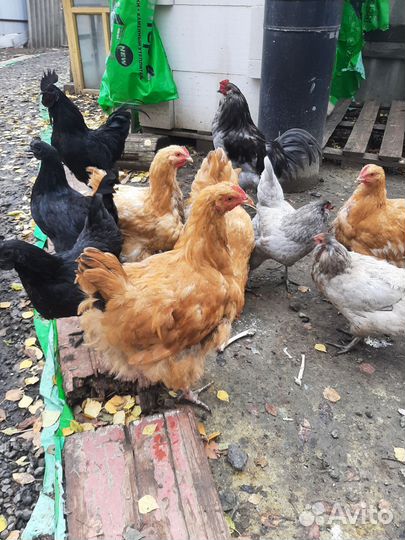 Петух орпингтон