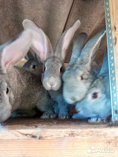 Домашние кролики