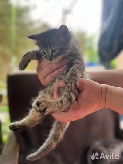 Отдам в добрые руки
