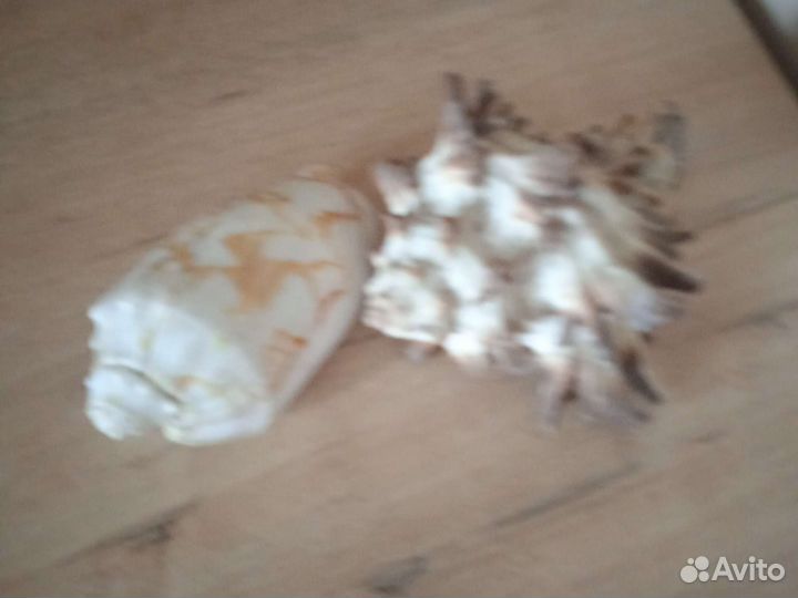 Морские ракушки раковины