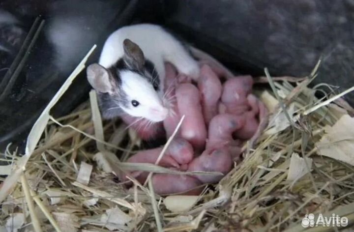 Японская мышь