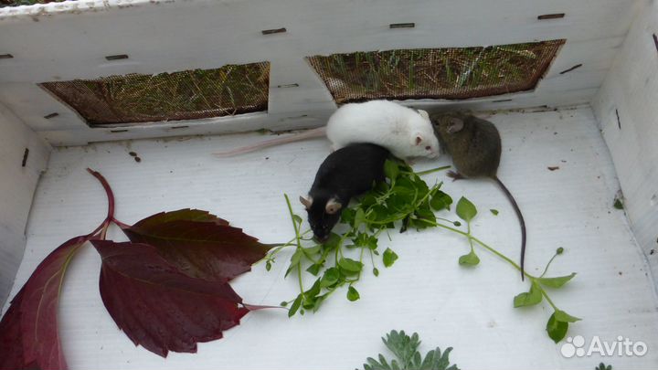 Мышки белые и черные