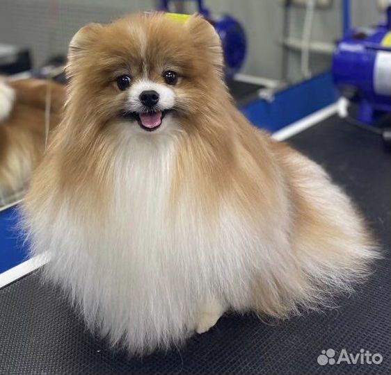 Собака для фотосессии/съемок (померанский шпиц)