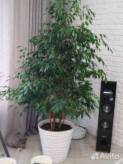 Фикус бенджамина 2 м