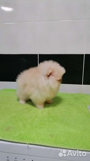 Мини девочка померанский шпиц 2 месяца